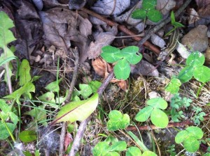 Ja und dann entdeckte unser Prinz diese süsse kleine Echse und die liebe Bettie hat mich auch noch auf die kleine Schnecke aufmerksam gemacht.