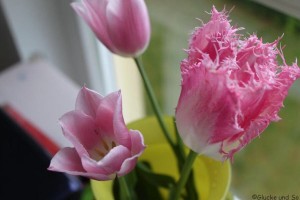 ich liebe ja Tulpen und diese sind selber gepflanzt. Jetzt hab ich ein paar gepflückt und erfreue mich an ihrer Pracht