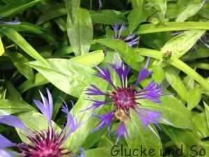 Wochenende in Bildern vom 23.-24.05.2015