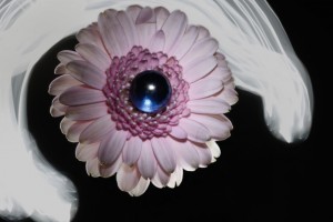 Fotografie-Chamailion