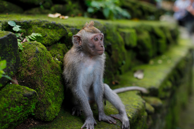 Montagspost_Reisen-um-die-Welt-Affe