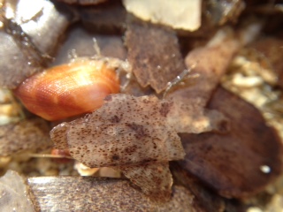 Muscheln_Apulien